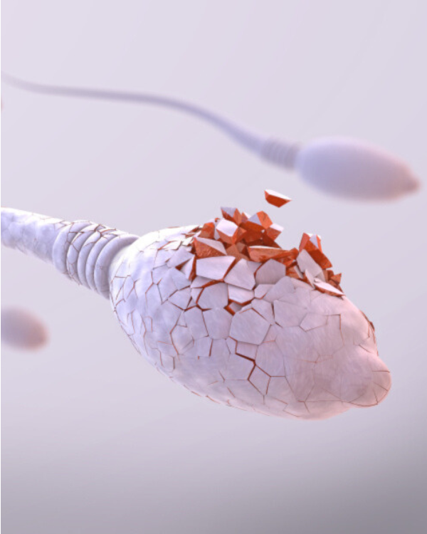 SF-saude-sexual-reprodutora